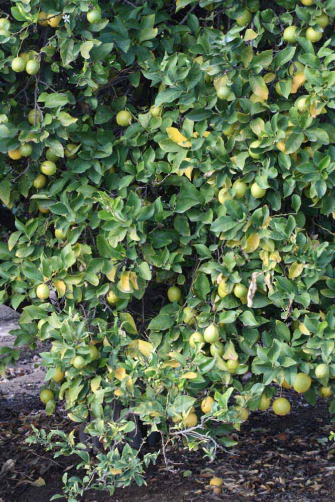            Habit (Persian SPB-7, Riverside, CA)   